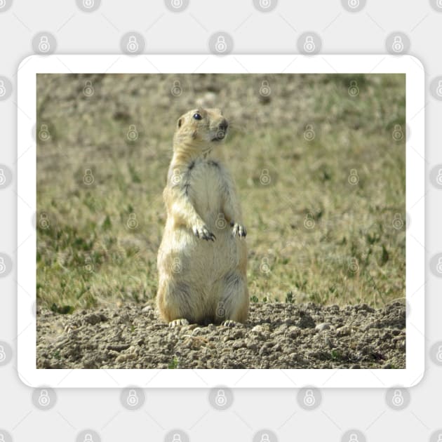 Prairie Dog SD-3 Sticker by MaryLinH